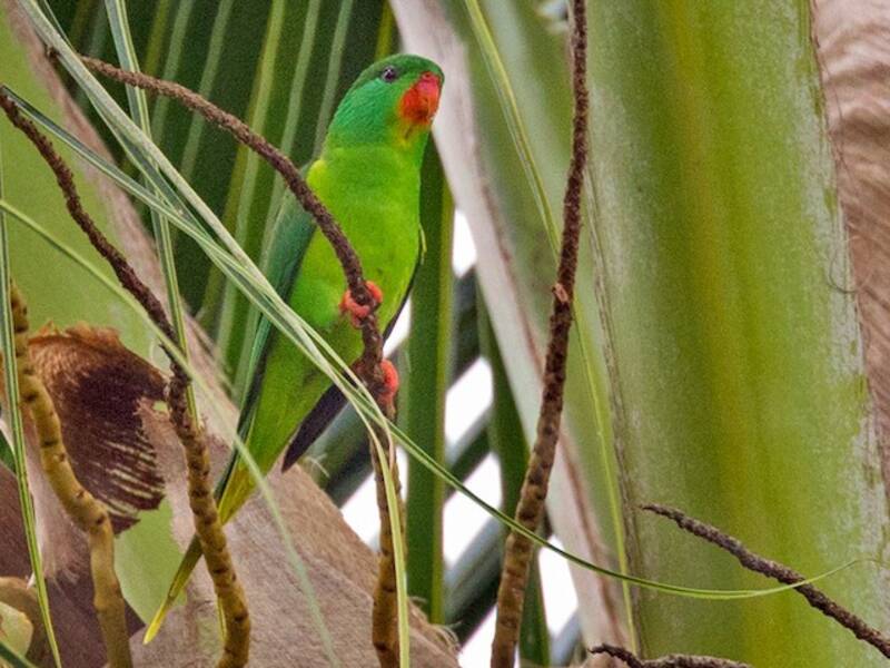 Lorito de Garganta Roja, Fotos 3