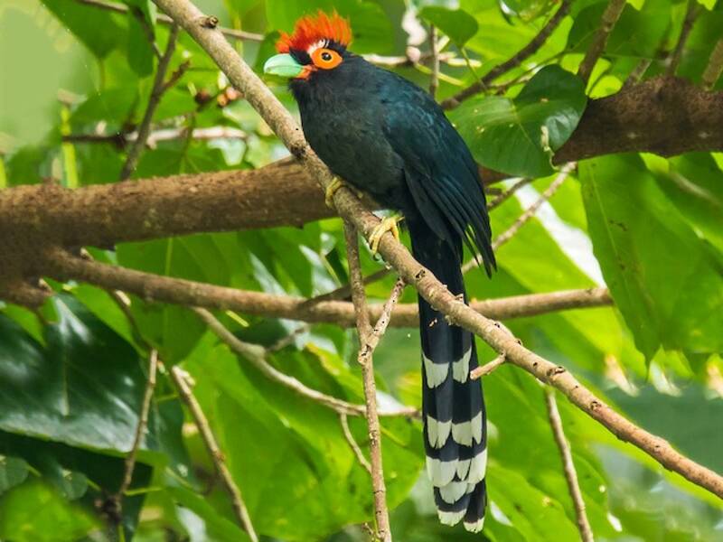 Red-crested Malkoha
