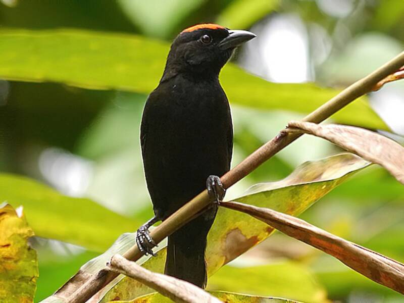 Red-crowned Malimbe, 照片 2