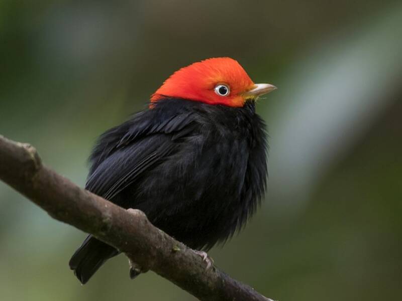 Red-capped Manakin, Photos 2