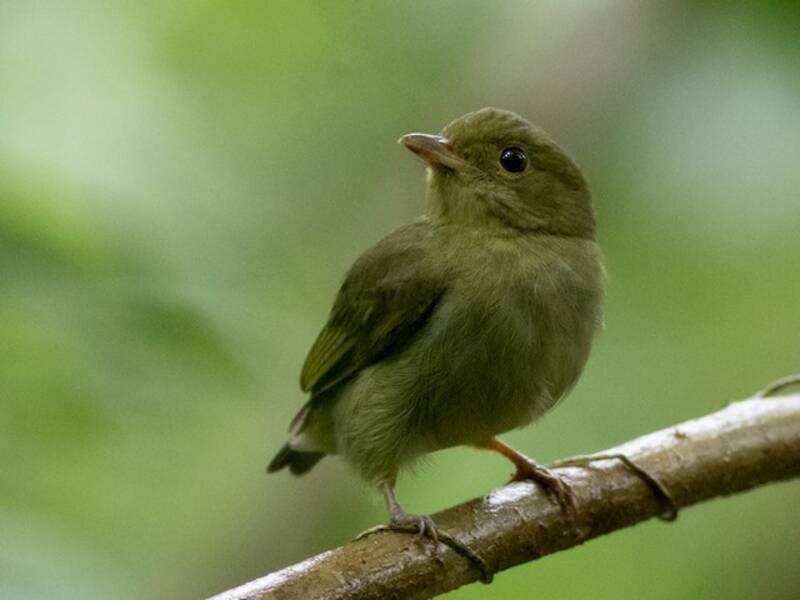 Red-capped Manakin