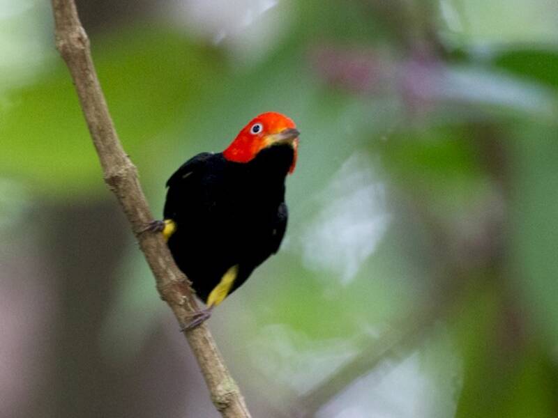 Red-capped Manakin, Photos 3