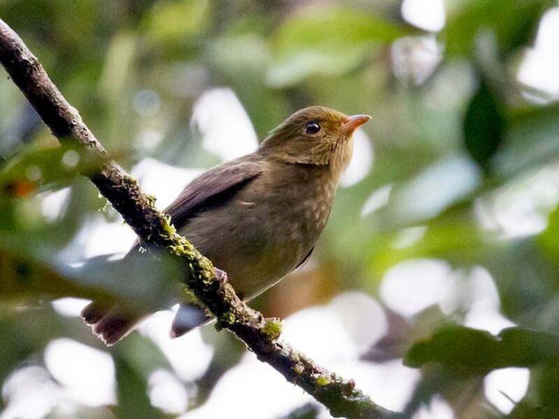 Red-capped Manakin, Photos 4