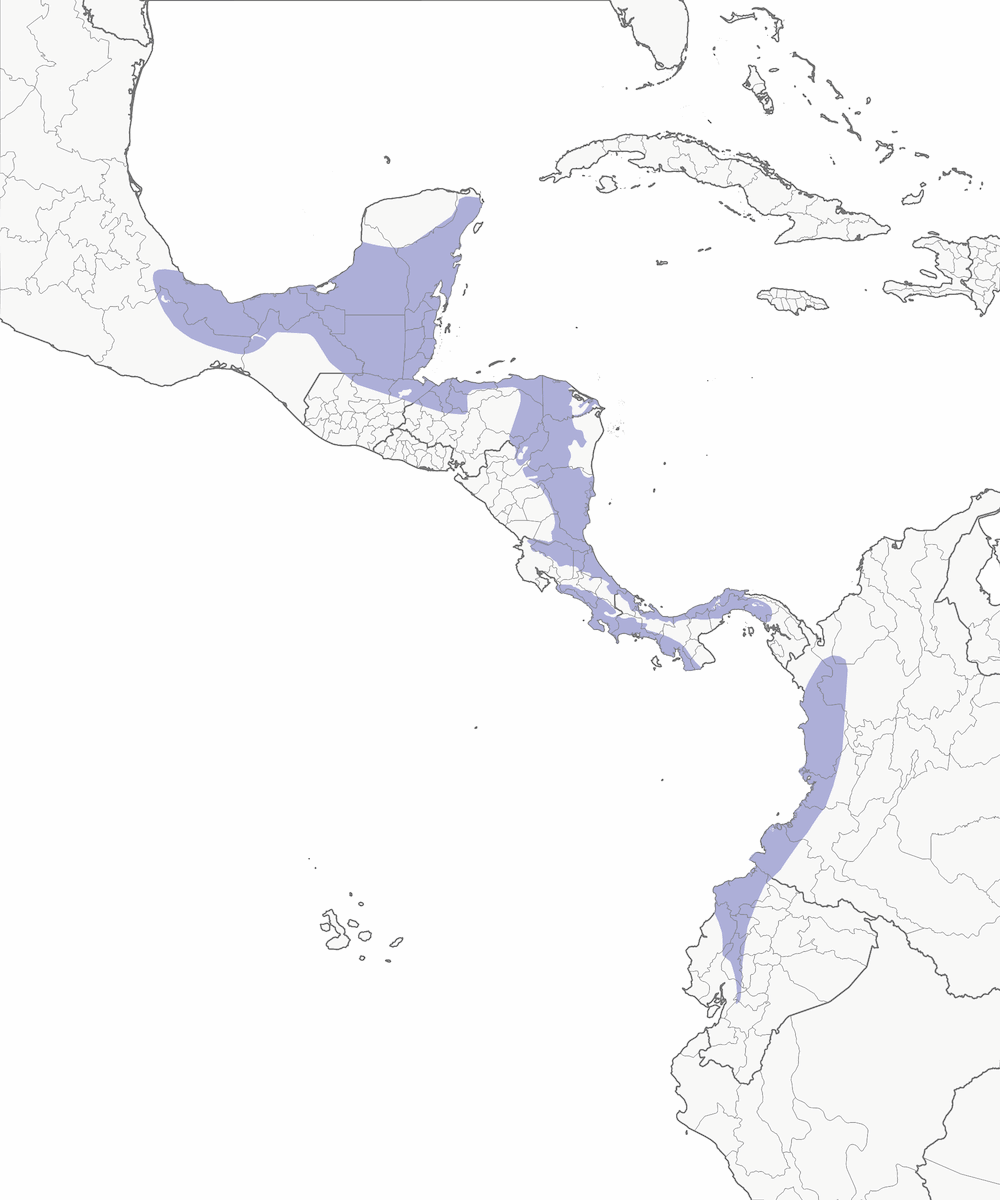 Red-capped Manakin, Distribution 1