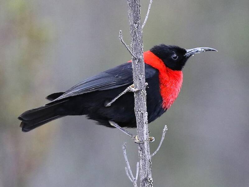 Red-collared Myzomela, Photos 3