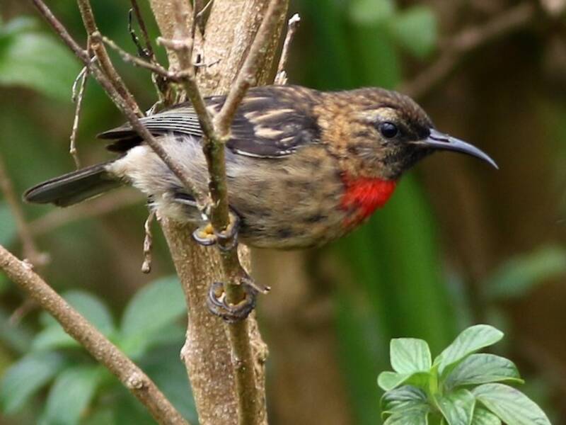Red-collared Myzomela, Photos 4