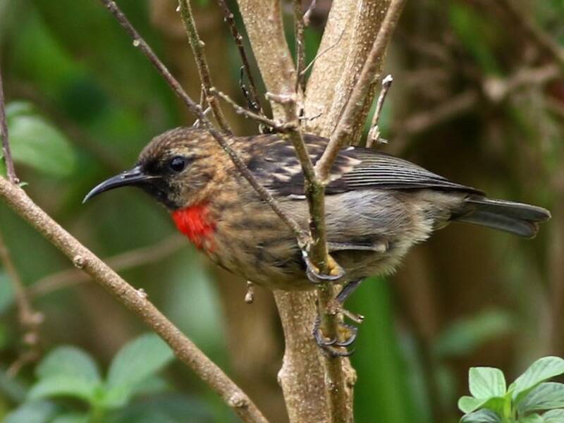Red-collared Myzomela, Photos 2