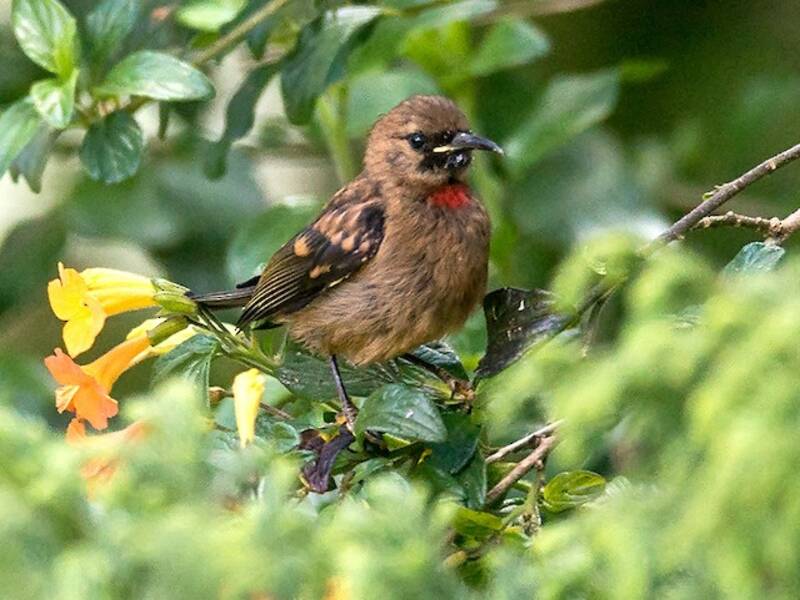 Red-collared Myzomela