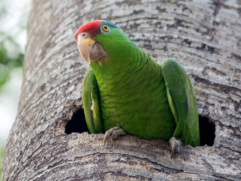 Red-crowned Amazon, Photos 4
