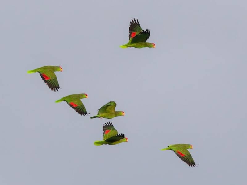 Red-crowned Amazon, Photos 3