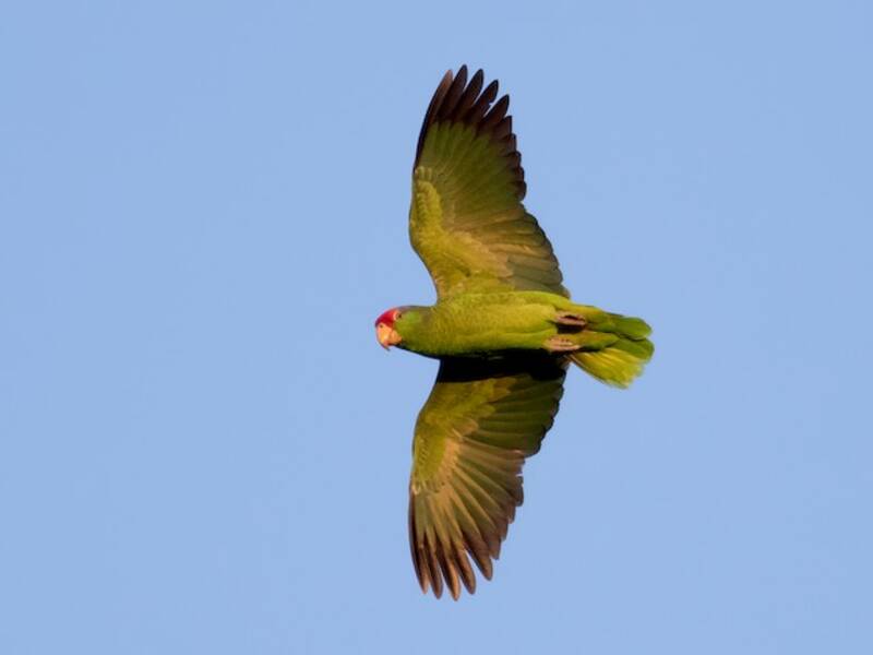 Red-crowned Amazon, Photos 2