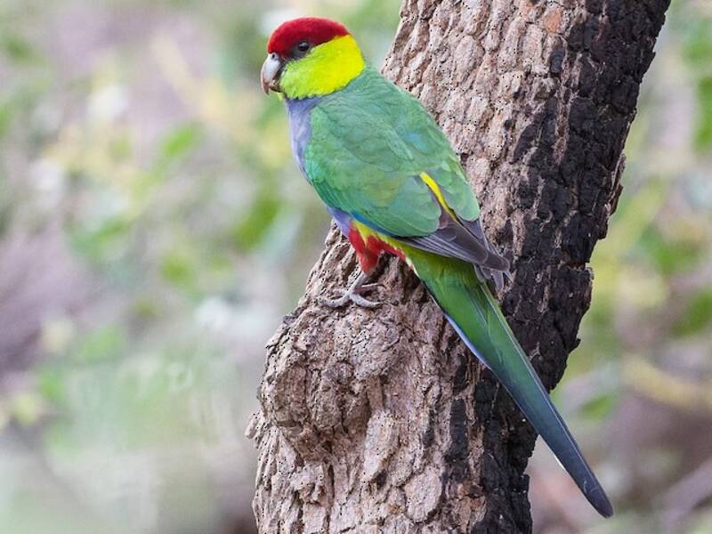 Red-capped Parrot (Purpureicephalus spurius)