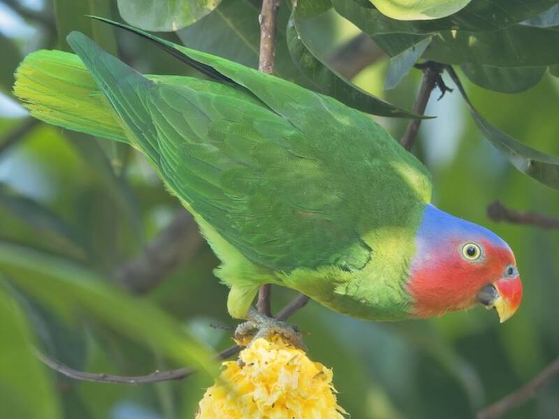Loro Cachetirrojo, Fotos 4