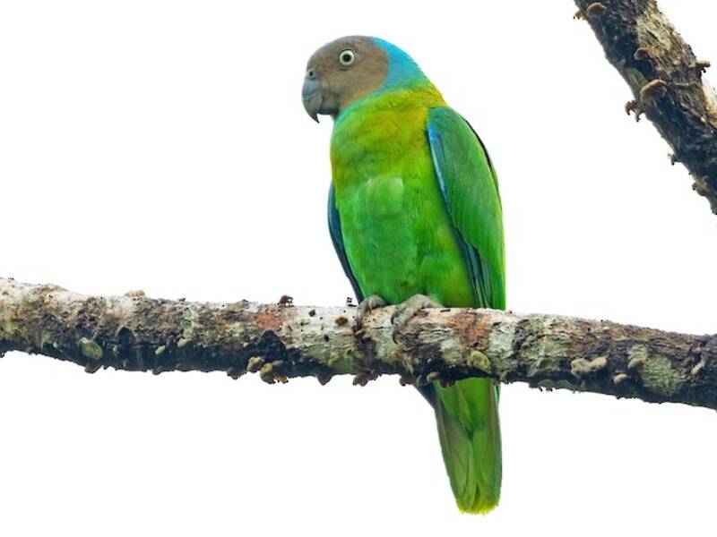 Loro Cachetirrojo