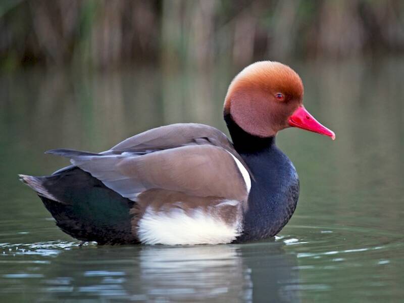 Nette rousse, Photos 4