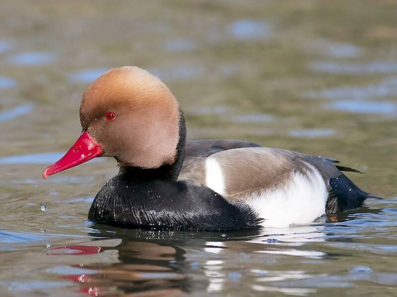 Nette rousse, Photos 2