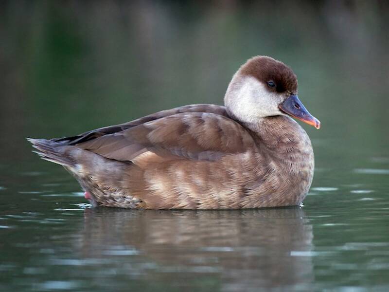 Red-crested Pochard