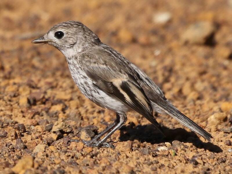 Red-capped Robin (Petroica goodenovii)
