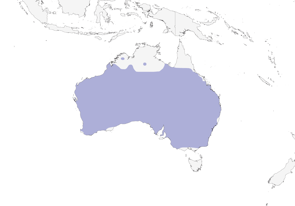 Petroica testarossa, Distribuzione 1
