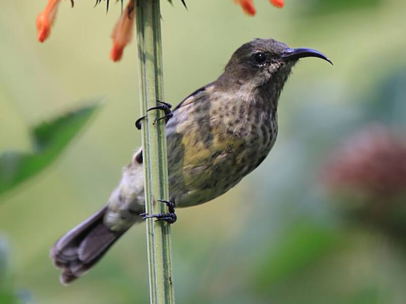 Rotbrust-Nektarvogel, Fotos 2
