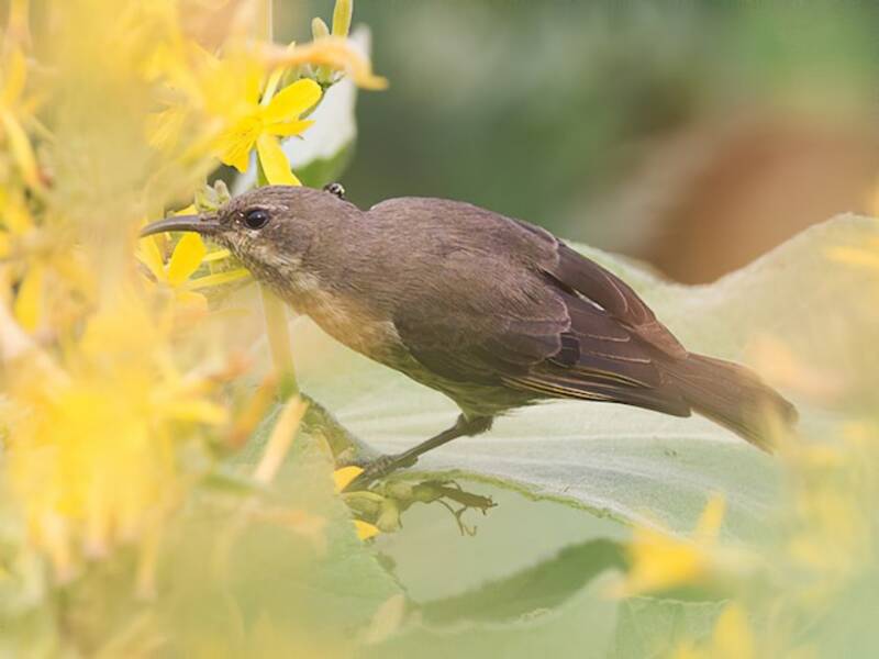 Rotbrust-Nektarvogel, Fotos 3