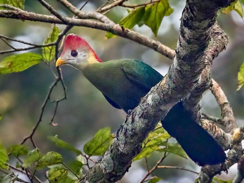 Turaco crestarossa, Foto 3