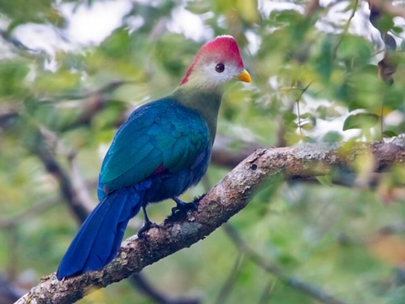 Turaco crestarossa, Foto 4