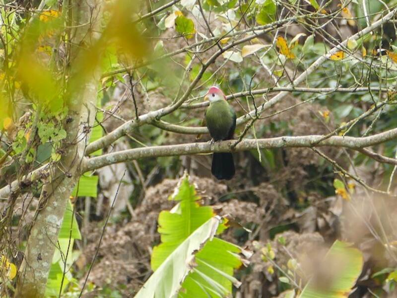 Turaco crestarossa, Foto 2