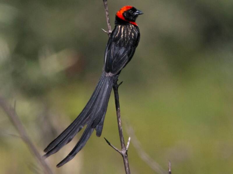 Red-cowled Widowbird, 照片 4