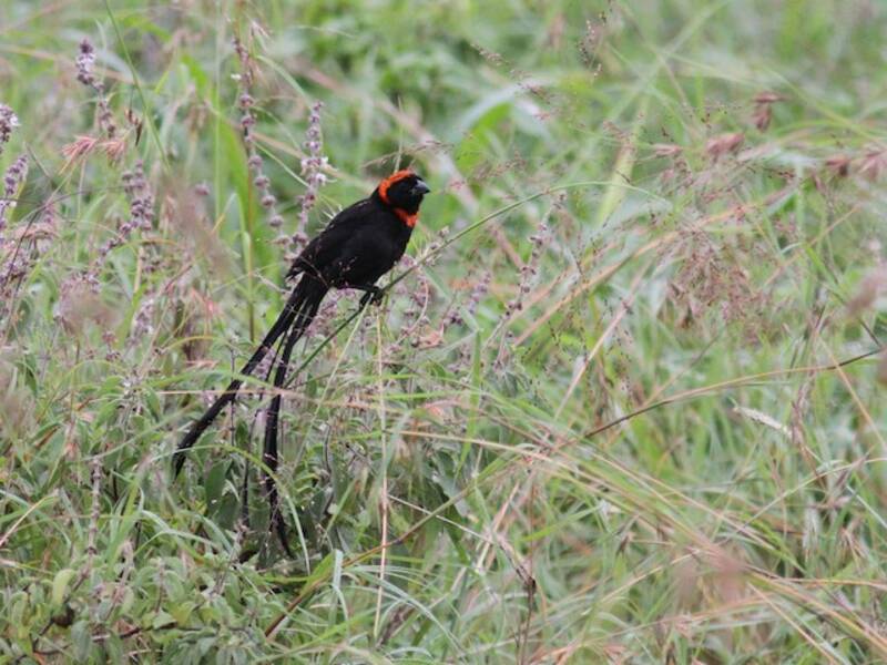 Red-cowled Widowbird