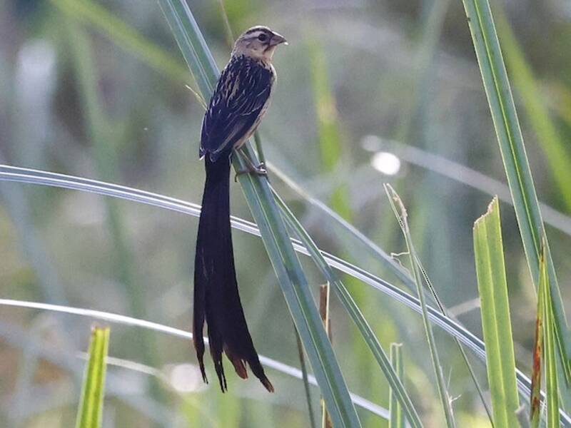 Red-cowled Widowbird, 照片 2