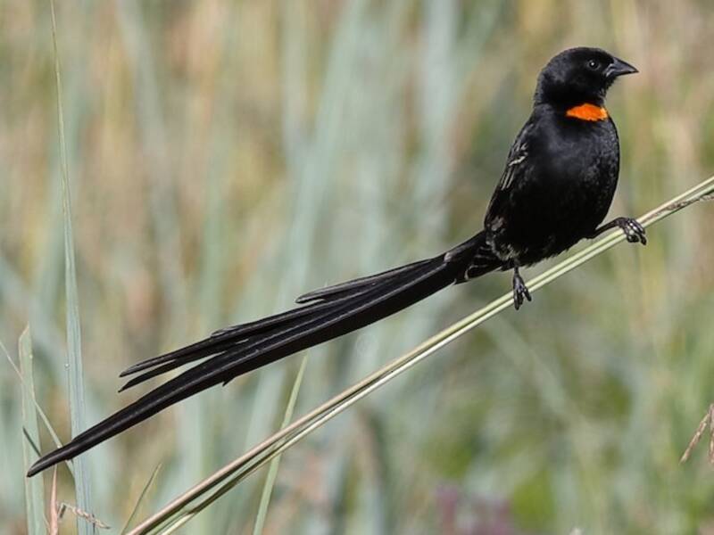 Red-collared Widowbird, 照片 2