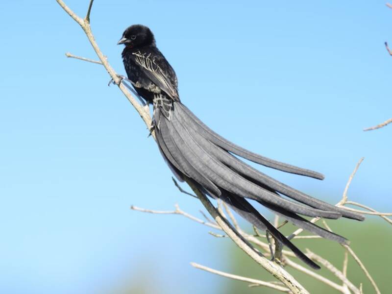 Red-collared Widowbird, 照片 3