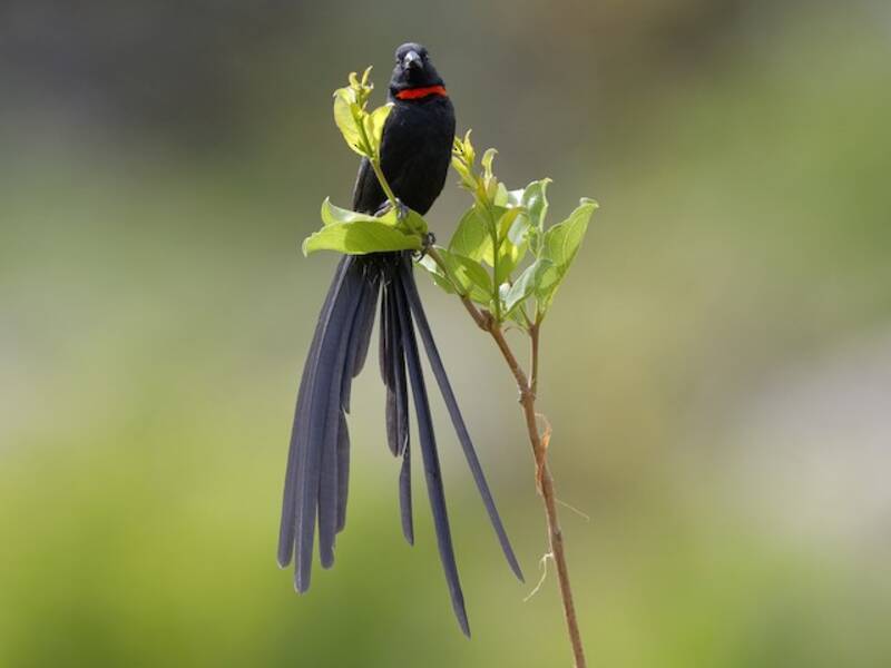 Red-collared Widowbird, 照片 4