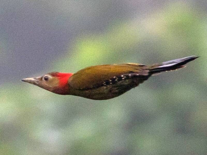 Pic à nuque rouge