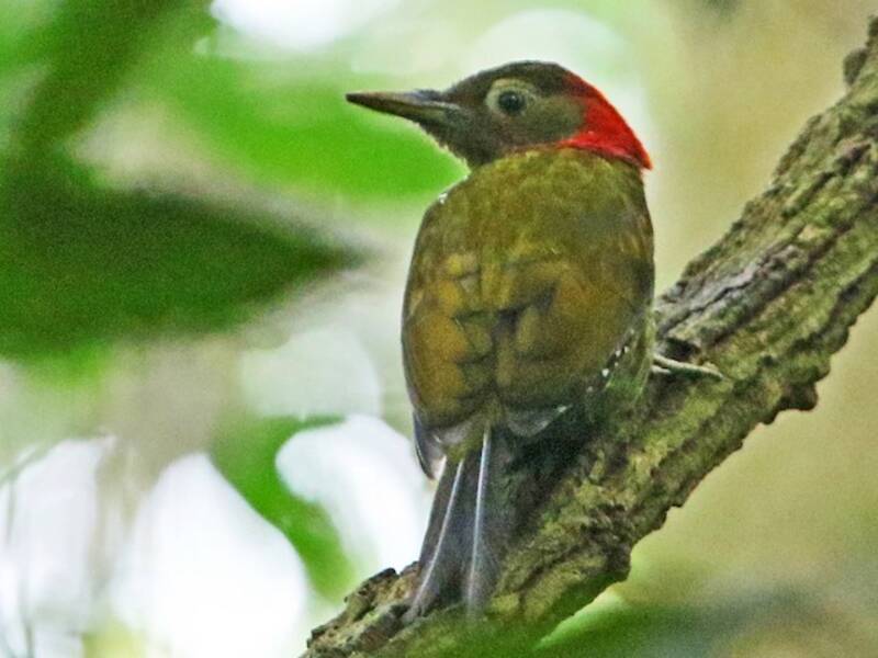 Picchio dal collare rosso, Foto 3