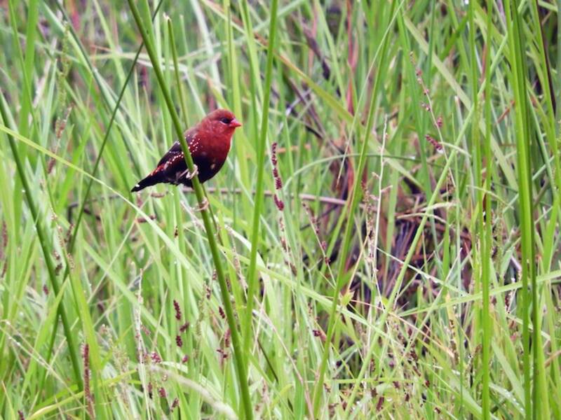 Amaranto codirossa