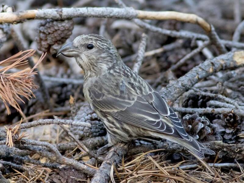 Cassia Crossbill (Loxia sinesciuris)