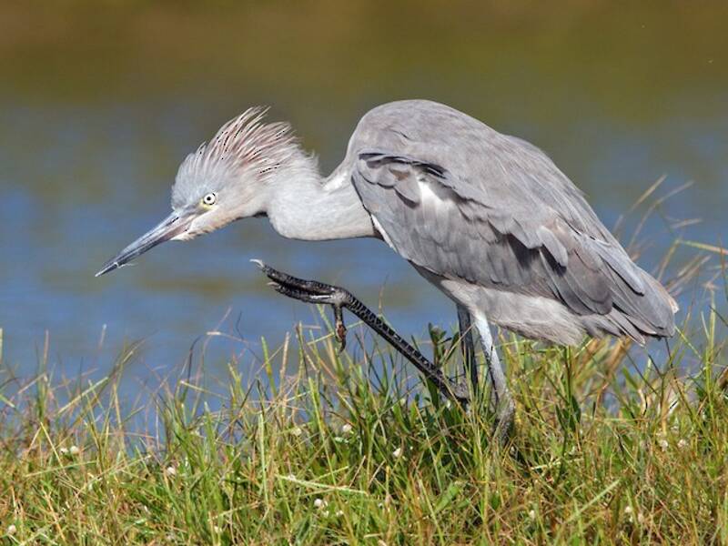 Reddish Egret, Photos 2