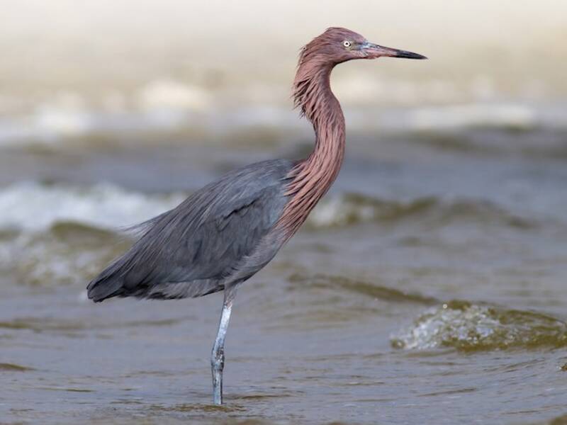 Reddish Egret, Photos 4