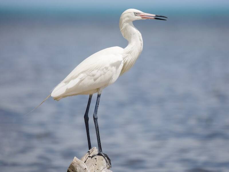 Reddish Egret, Photos 3