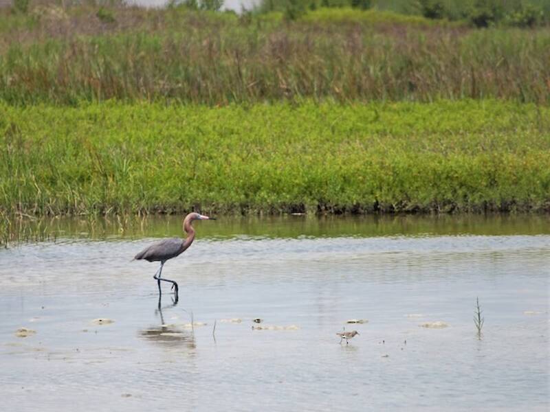 Reddish Egret