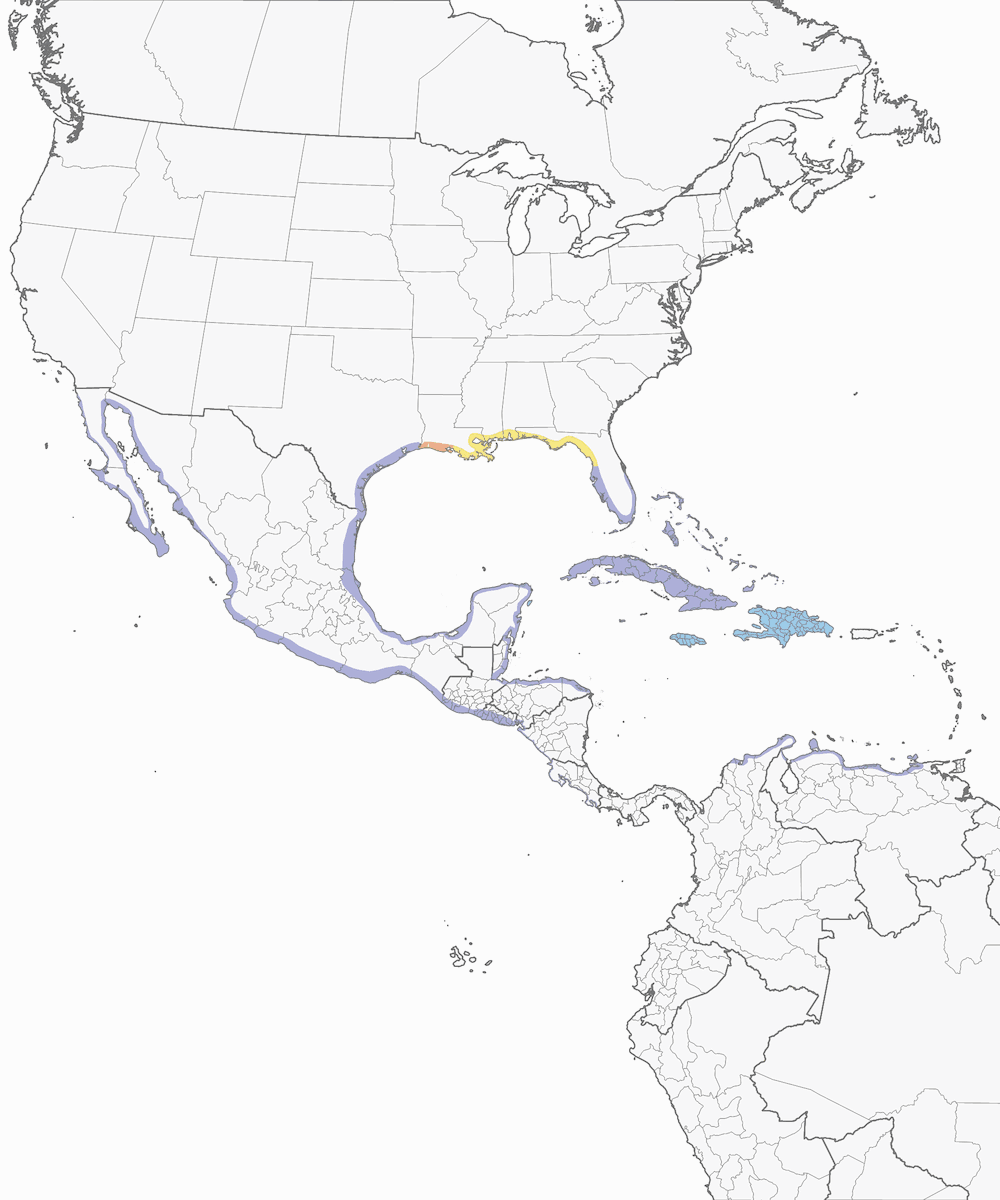 Reddish Egret, Distribution 1