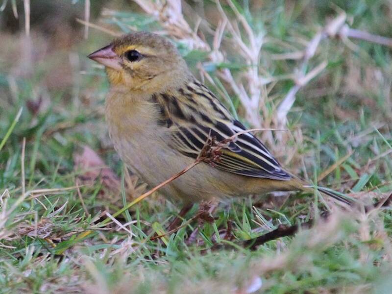 Fodi rojo