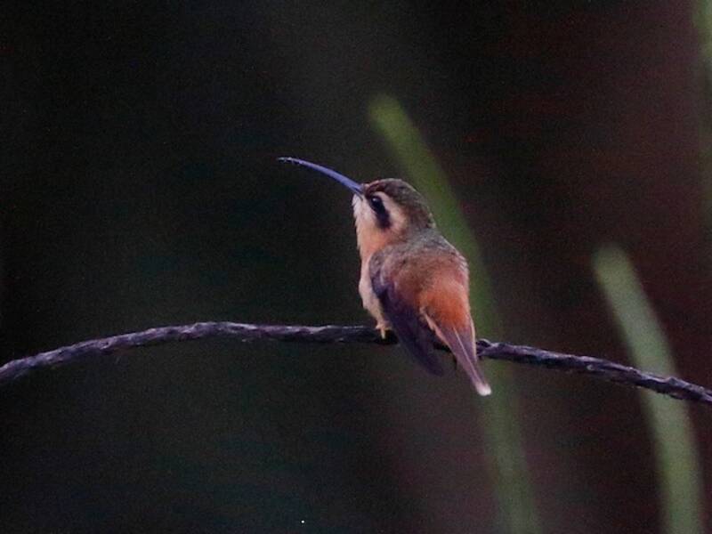 Reddish Hermit