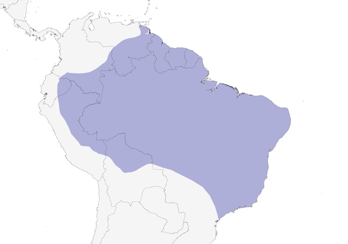Ermitaño rojizo, Distribución 1