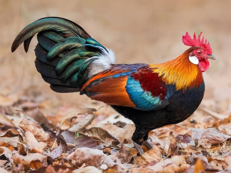 Gallo Bankiva, Fotos 4