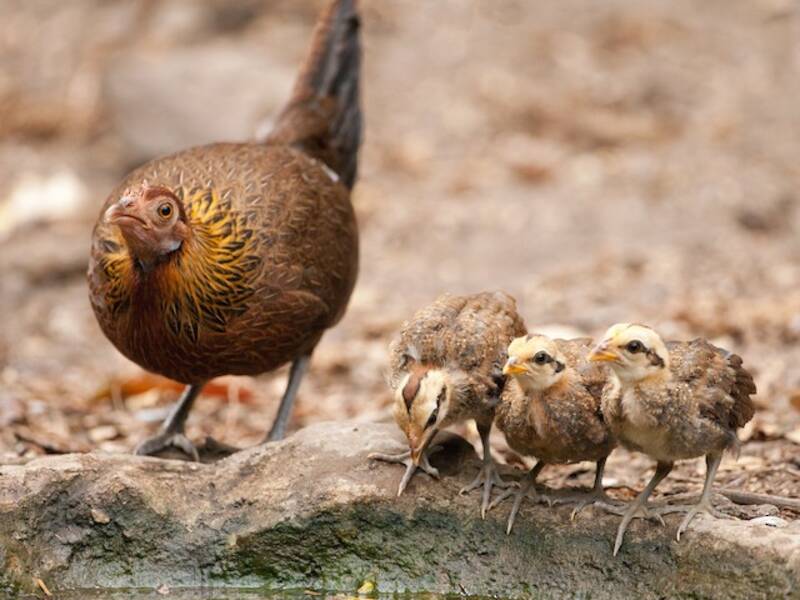 Red Junglefowl (Gallus gallus)