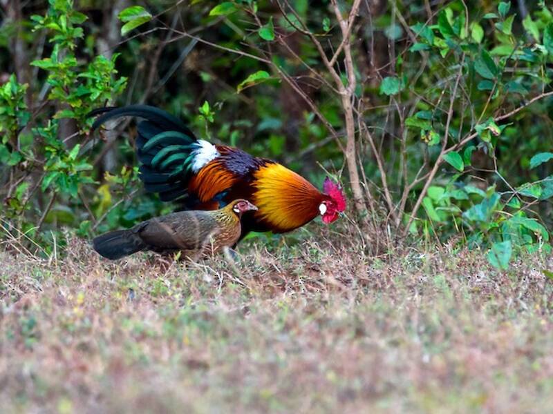 Gallo Bankiva, Fotos 3