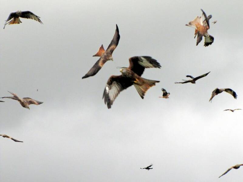 Red Kite
